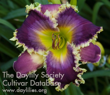 Daylily Fangs to You